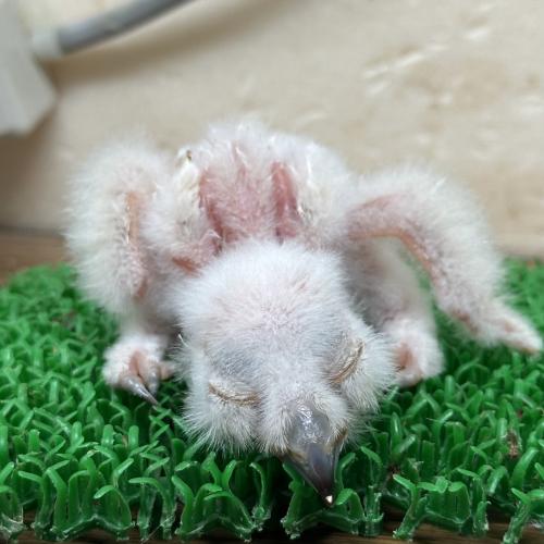 2026-03-03入荷 マゼランワシミミズクの販売情報イメージ2